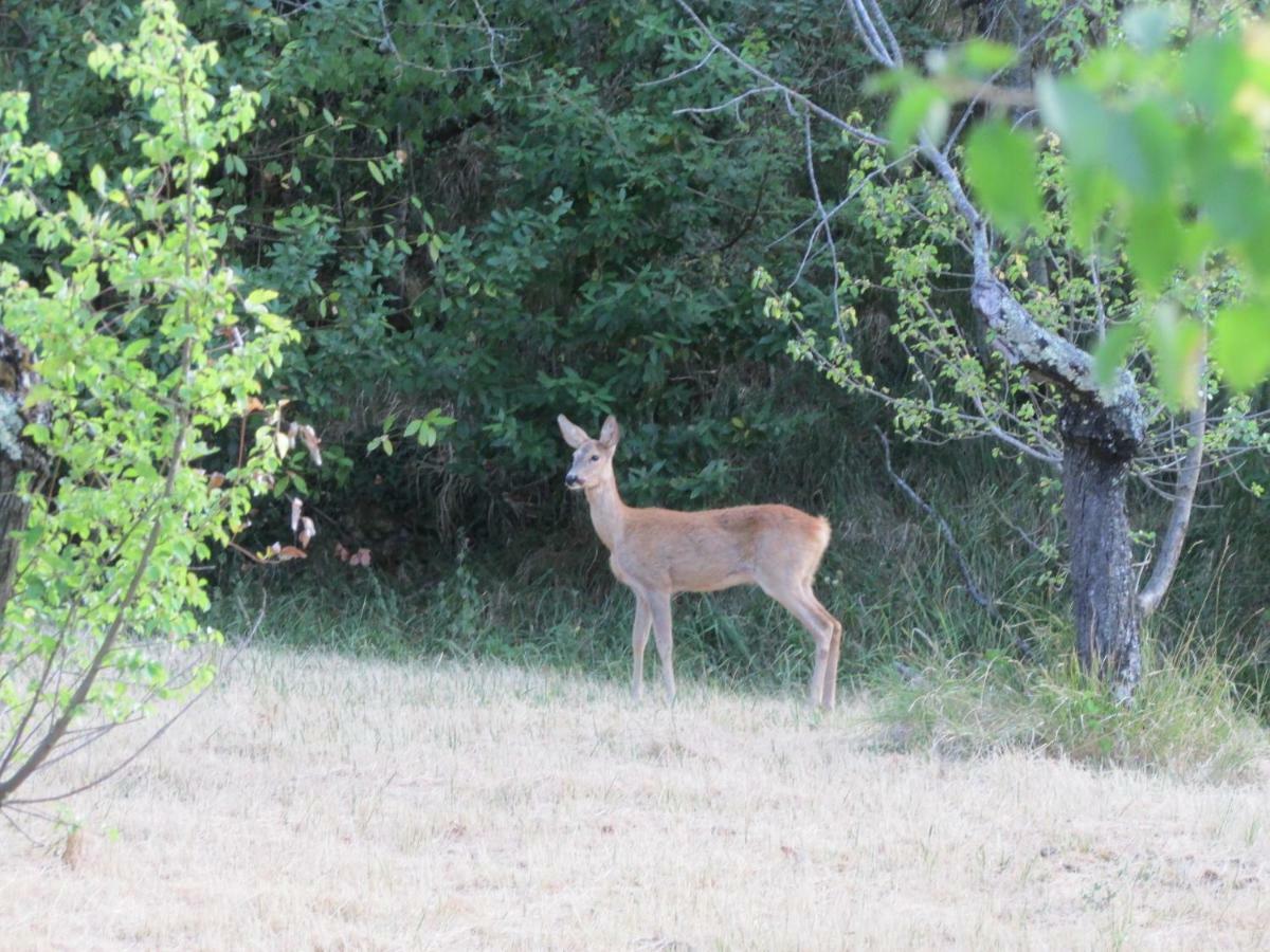 Agriturismo Dea Valfabbrica Dış mekan fotoğraf